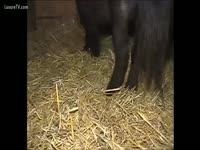 [ Zoo XXX ] Sex with a horse